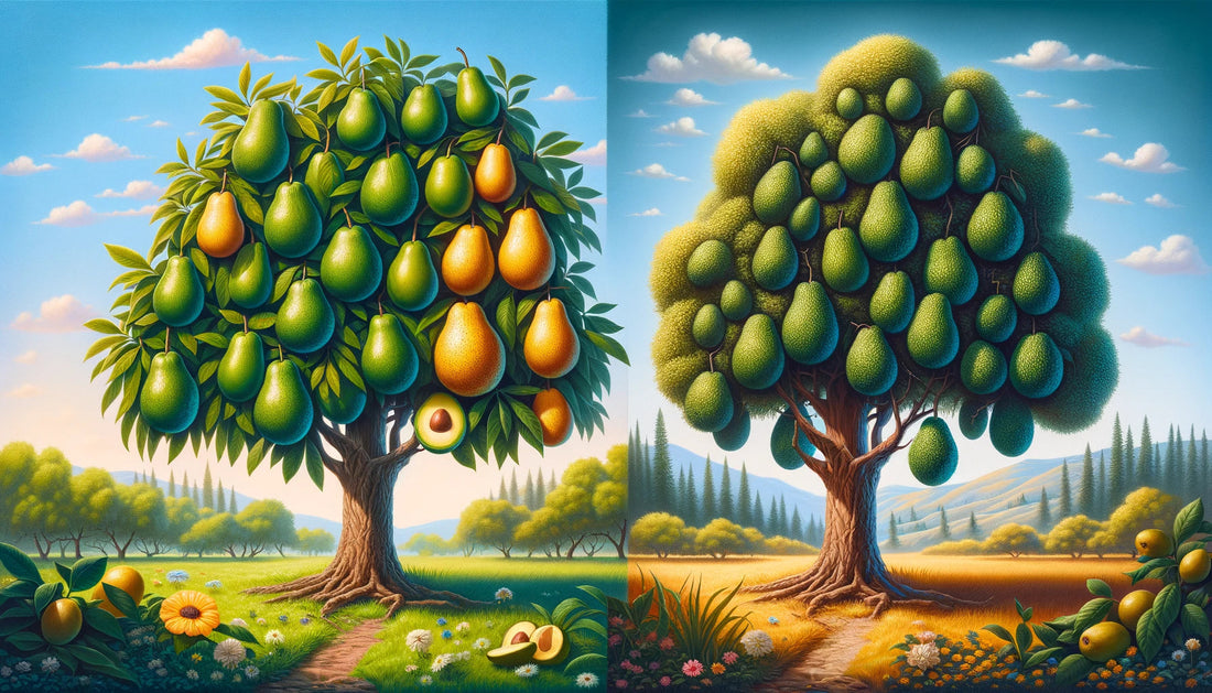 Hass Avocados What is the difference between the California and Florida Hass?