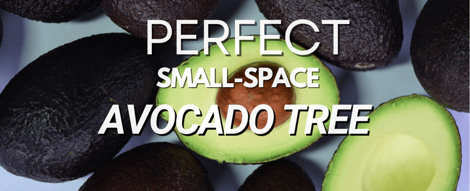 Dwarf Avocado Trees: The Perfect Small-Space Avocado Tree for Your Garden🥑✨❤️