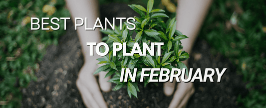 Best Plants and Trees to Plant in February: Gardening Tips for a Thriving Spring