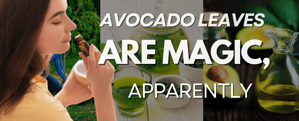 Leaves Arenโt Just for Looks! The Secret Benefits of Avocado Tree Leaves๐ฅ๐