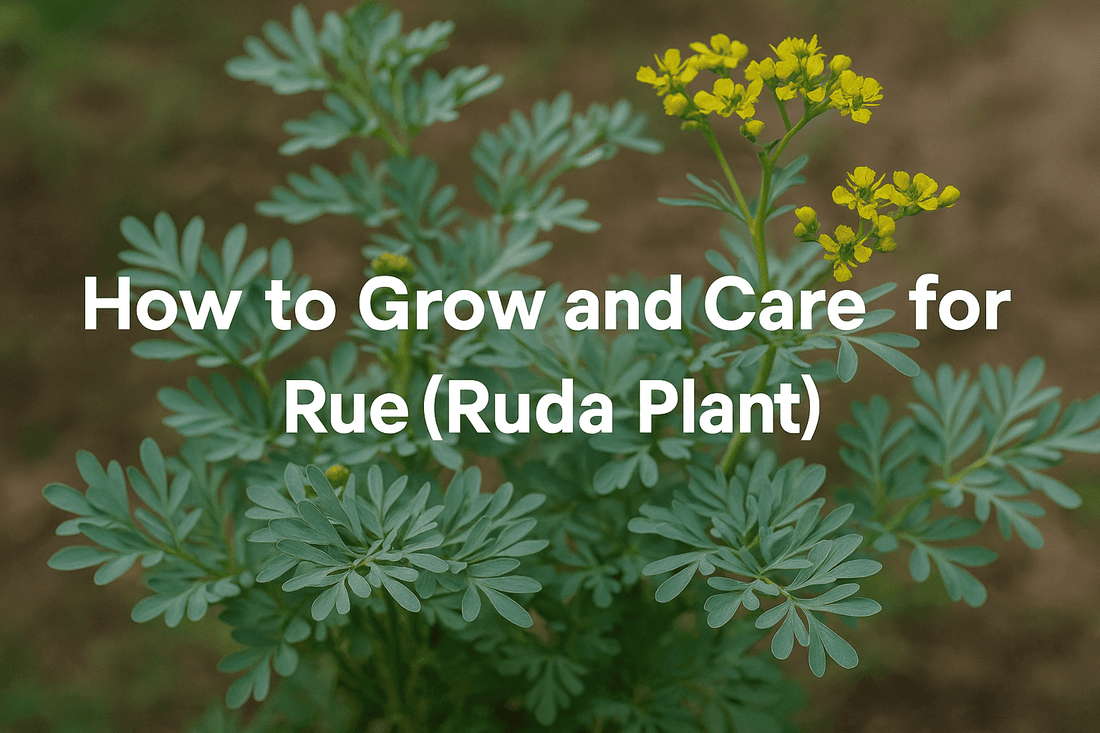 How to Grow and Care for Rue (Ruda Plant)