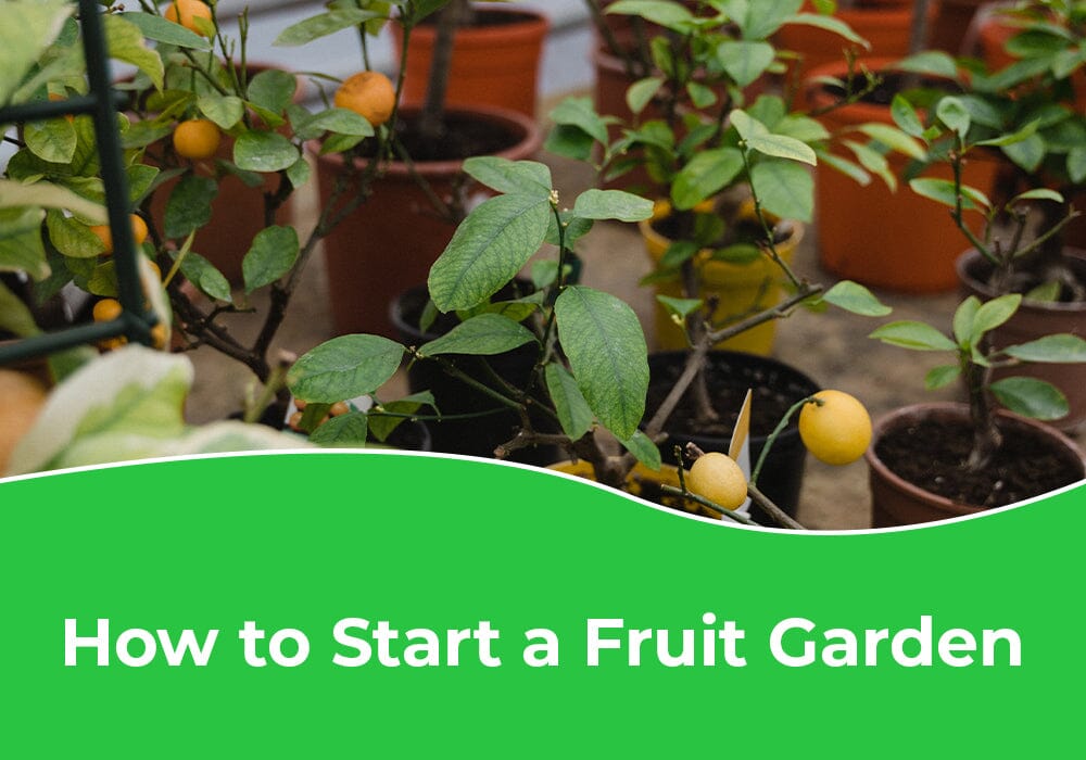 How to Start a Fruit Garden