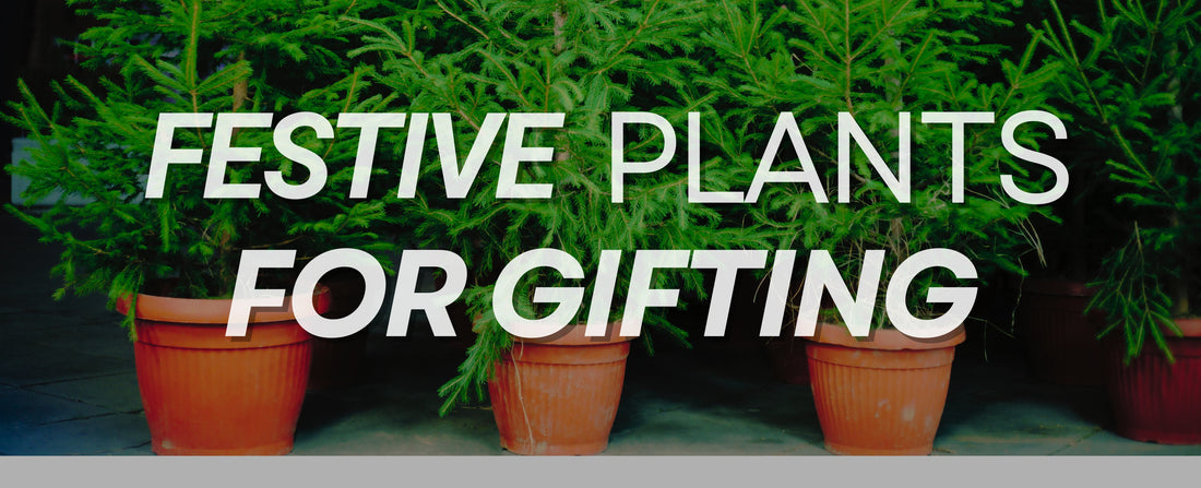 šGive the Gift of Greenery This Christmas š±