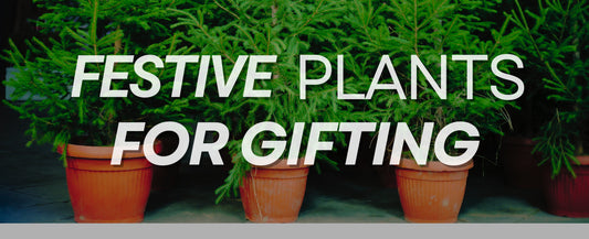 πGive the Gift of Greenery This Christmas π±