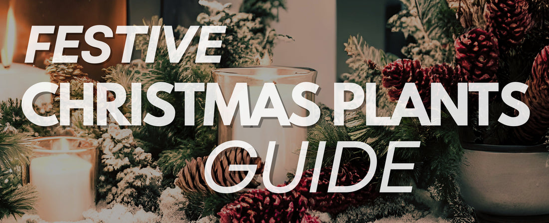 Top 8 Christmas Plants for Home and Garden Care Tips for Holly Poinsettia and More