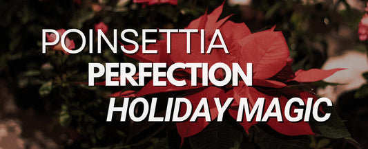 How to Keep Your Poinsettia Fresh All Year: Care Tips & Festive Ideas