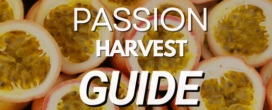 How to Harvest Passion Fruit Vines: A Juicy Step-by-Step Guide