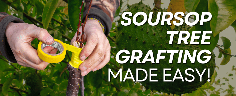 Can a Soursop Tree Be Grafted? Here’s How to Do It for Better Fruit and Faster Growth