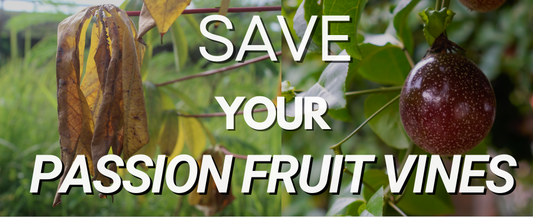 How to Save Your Passion Fruit Vines: A Serious but Simple Guide