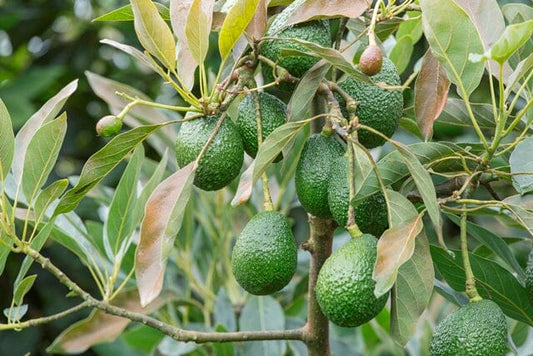 Why Avocado Trees?