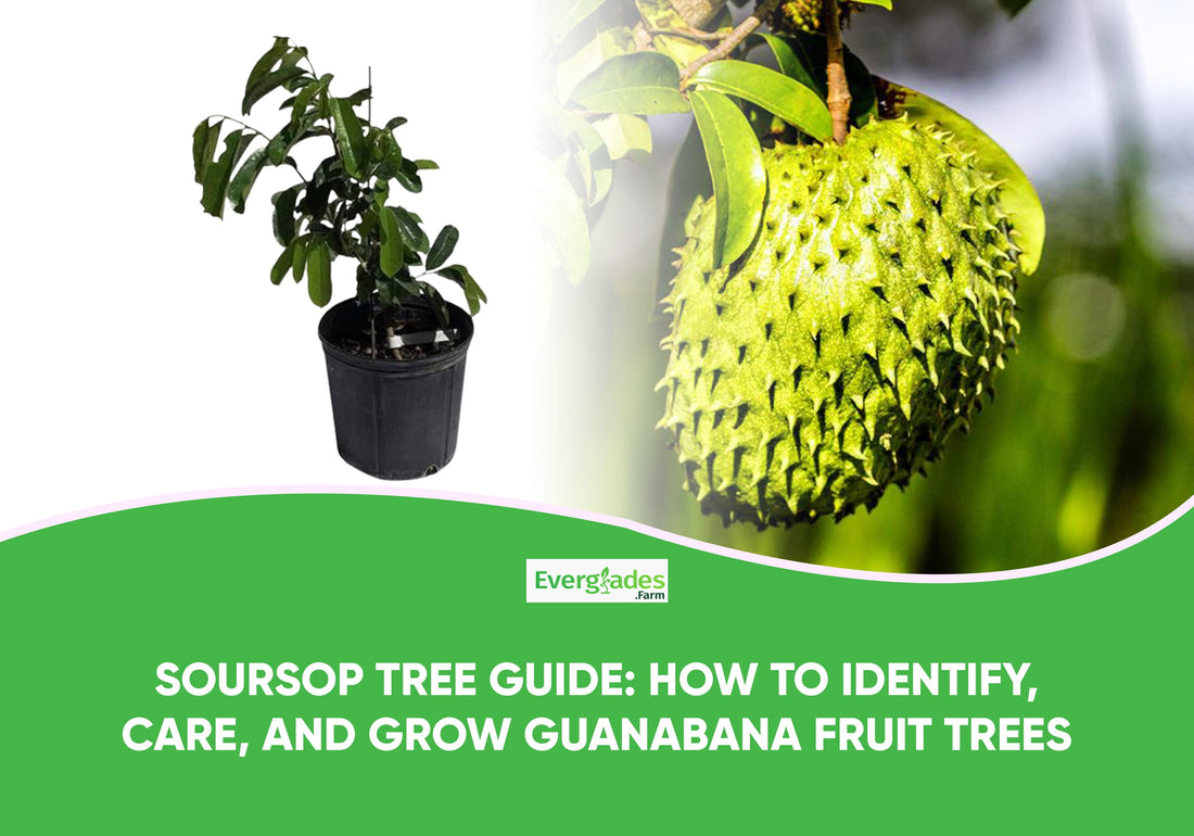 Soursop Tree Guide: How To Identify, Care, and Grow Guanabana Fruit Trees