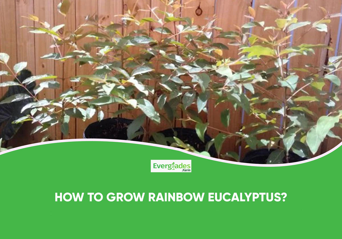 How to Grow Rainbow Eucalyptus?