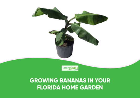 Growing Bananas in Your Florida Home Garden