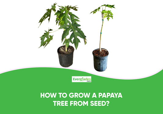 Growing Papayas From Seeds