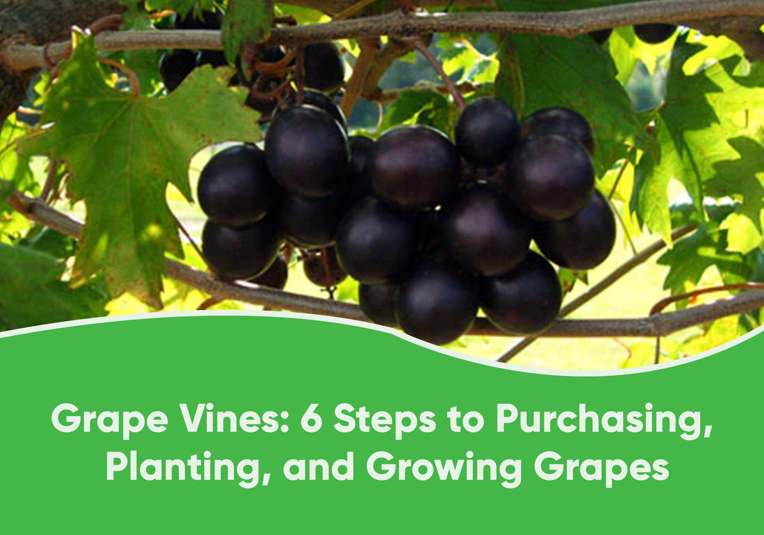 Grape Vines: 6 Steps to Purchasing, Planting, and Growing Grapes
