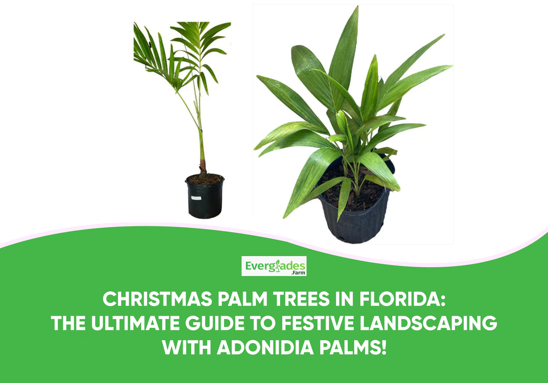 Christmas Palm Trees in Florida: The Ultimate Guide to Festive Landscaping with Adonidia Palms!