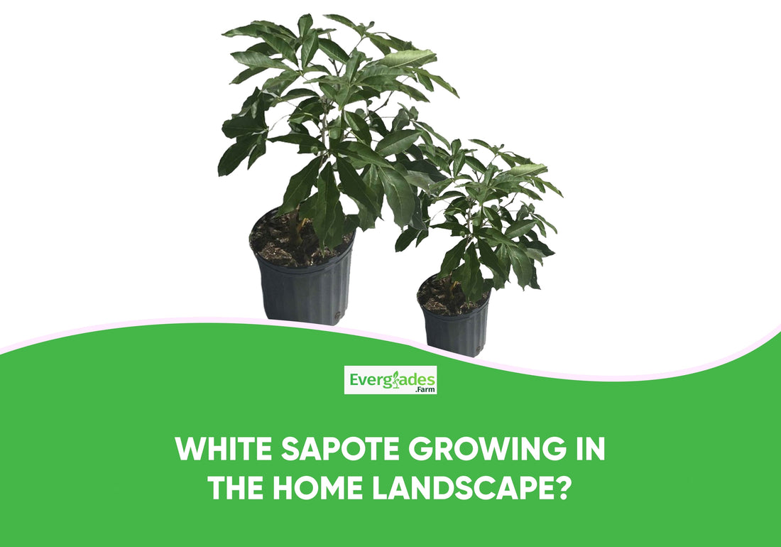 White Sapote Growing In The Home Landscape?