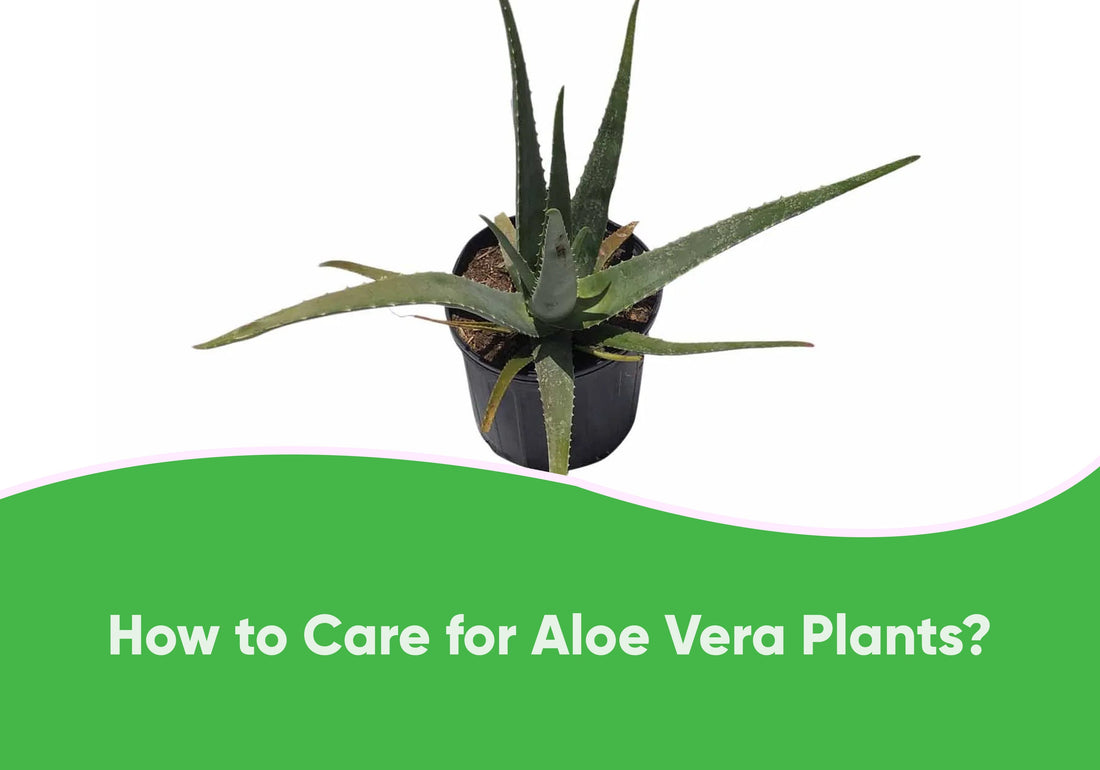 How to Care for Aloe Vera Plants?