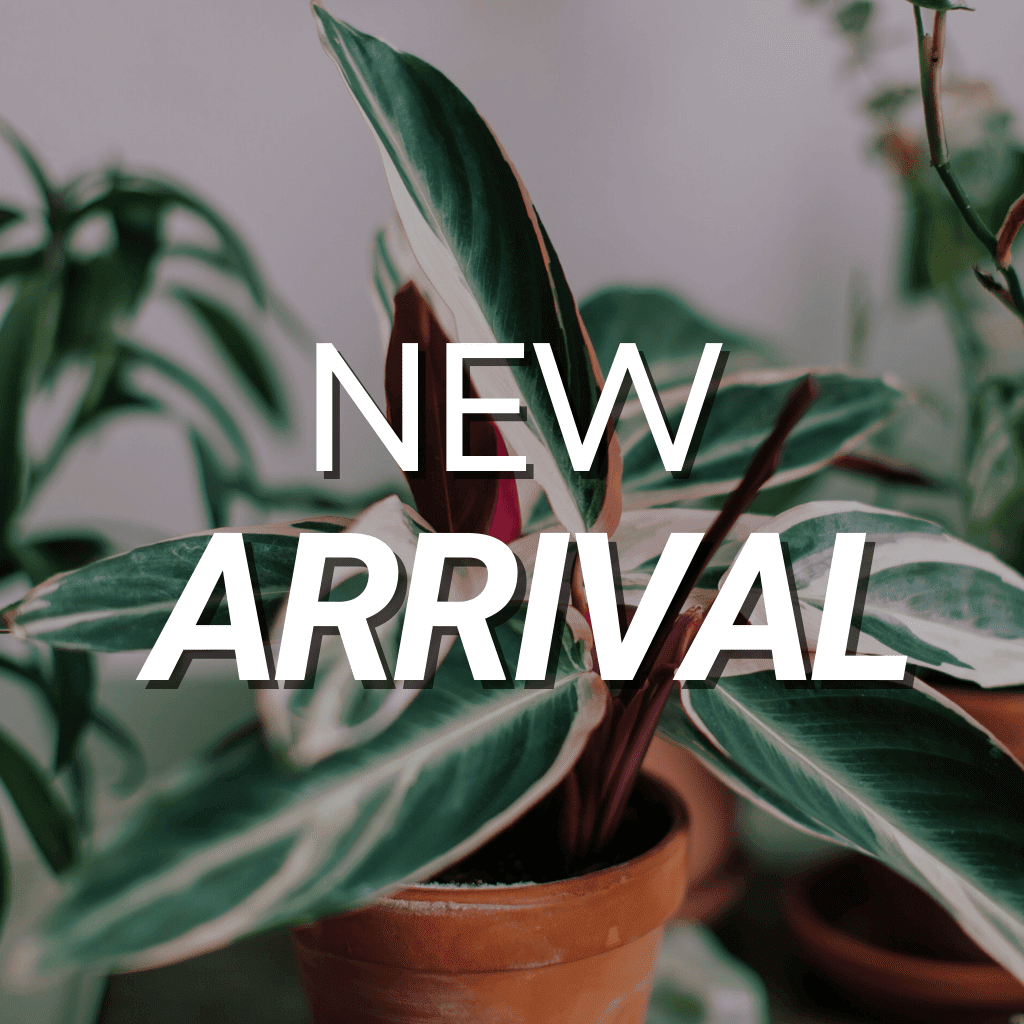 New Arrival