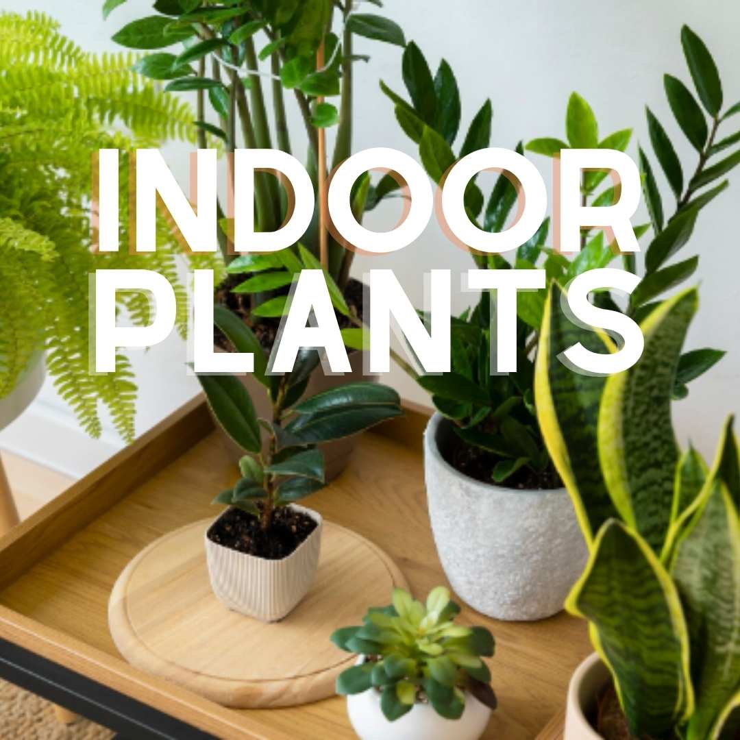 Shop Indoor Plants for Sale  Tropical & Low-Light Options  Everglades Farm