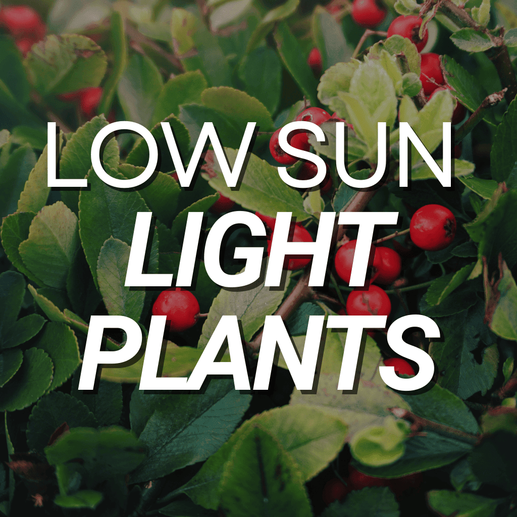 Low Sun Light Plants