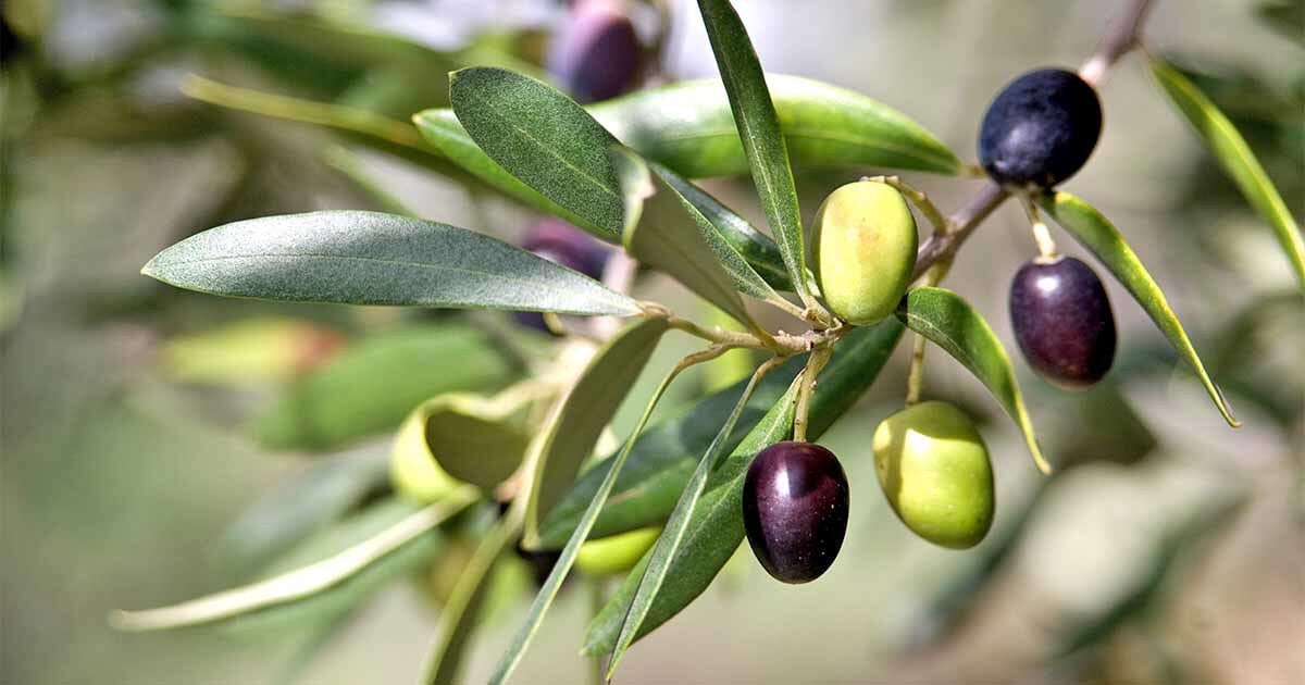 Olive
