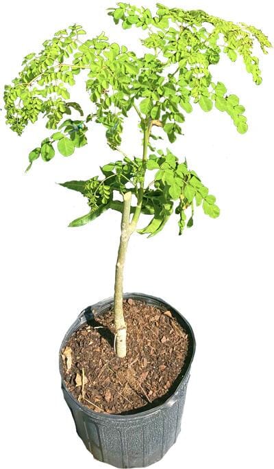 Moringa