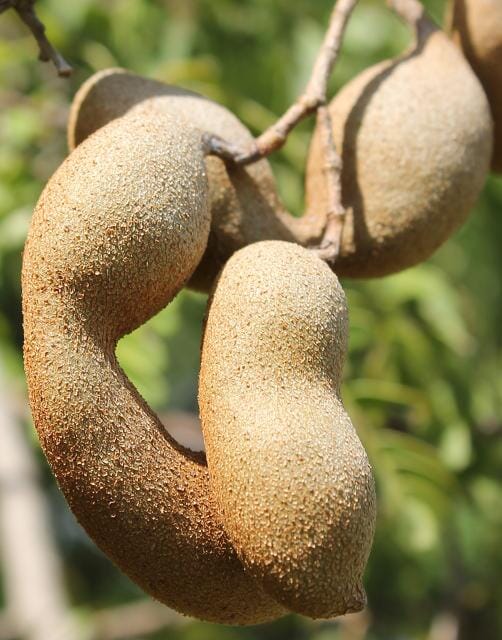 Tamarind