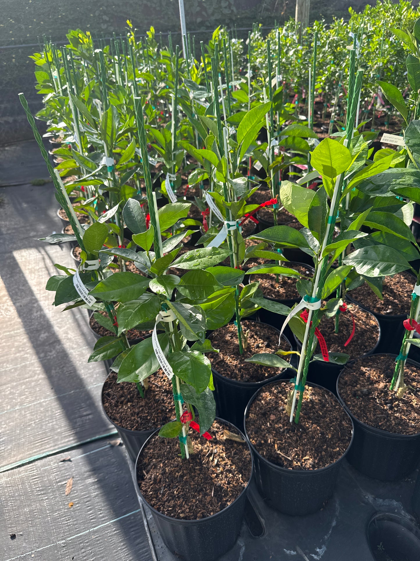 Moro Blood Orange Dwarf Tree Grafted