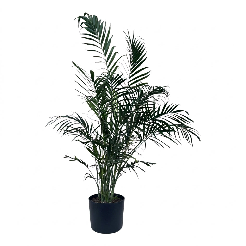 Exotic Cat Palm Tree - Lush Clustering Palm for Tropical Ambiance & Air Purification