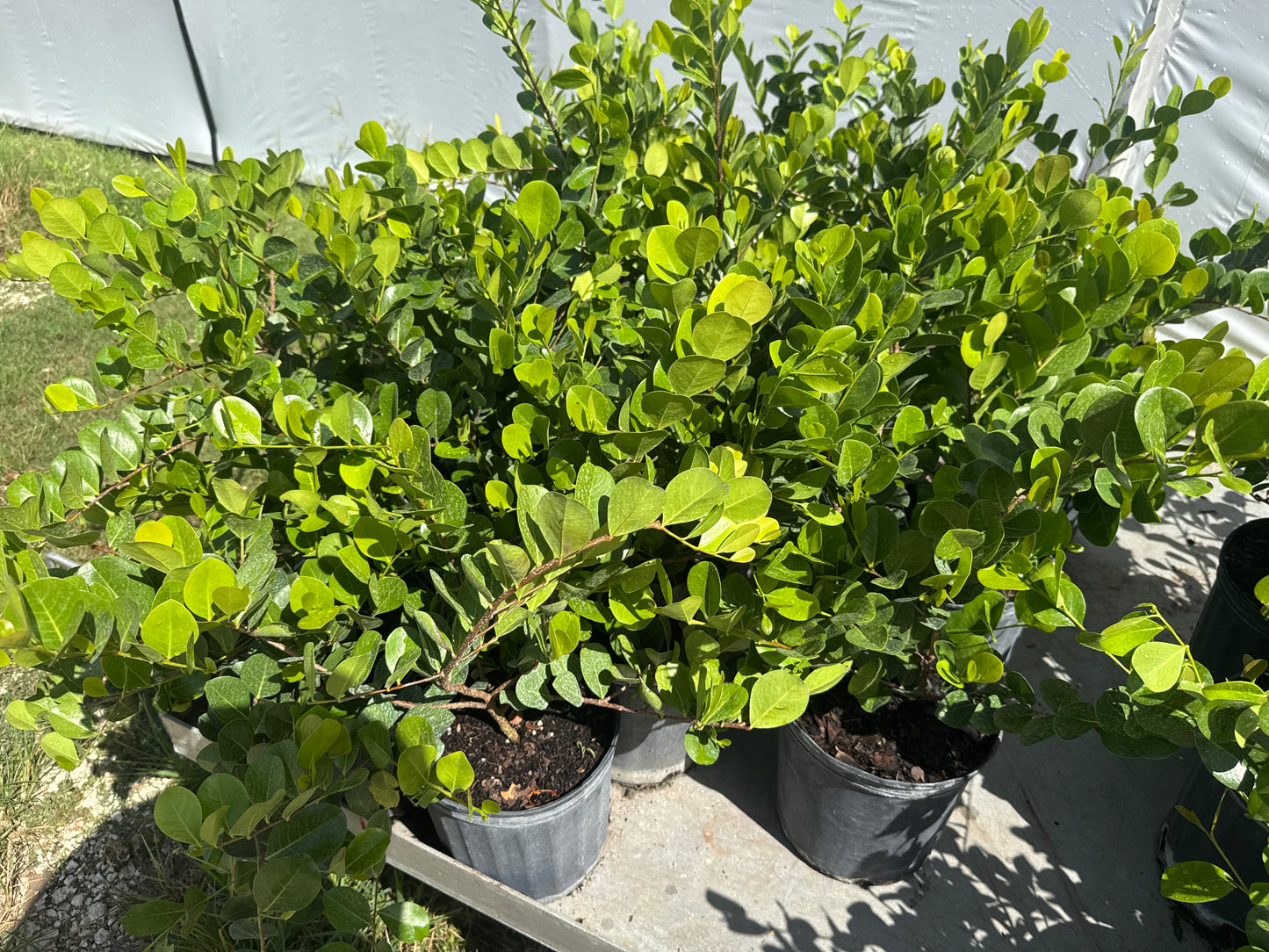Horizontal Cocoplum – Chrysobalanus icaco 'Horizontal'