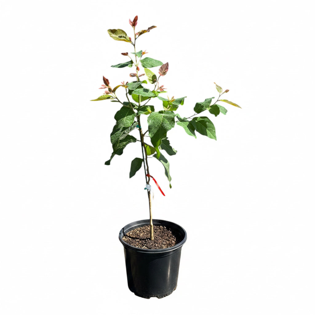 Torelliana Eucalyptus Tree - Fast Growing, Shade Providing Cadaghi Gum
