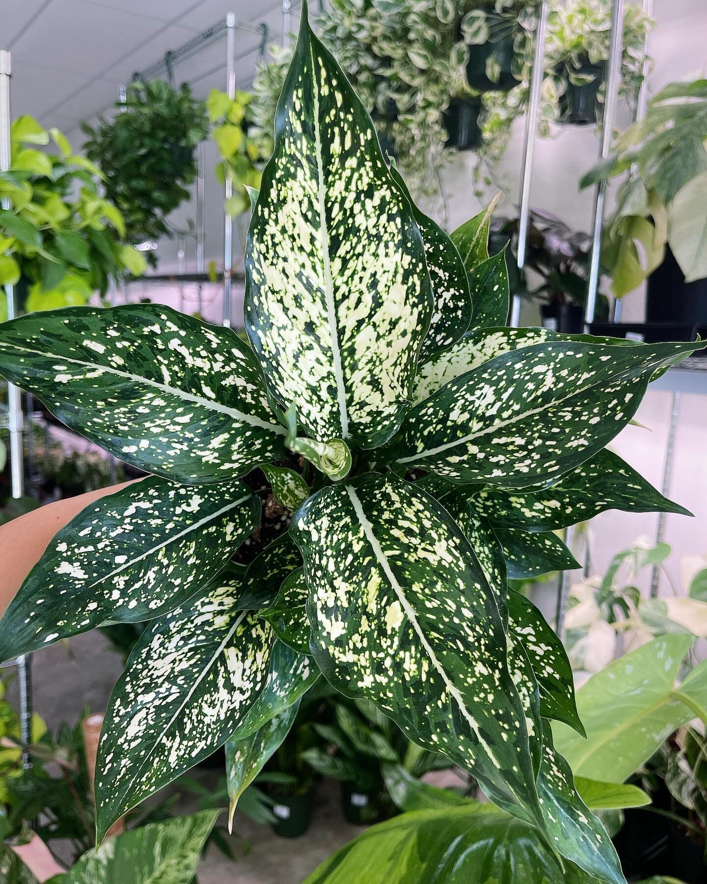 aglaonema osaka white care Aglaonema Osaka White Houseplant