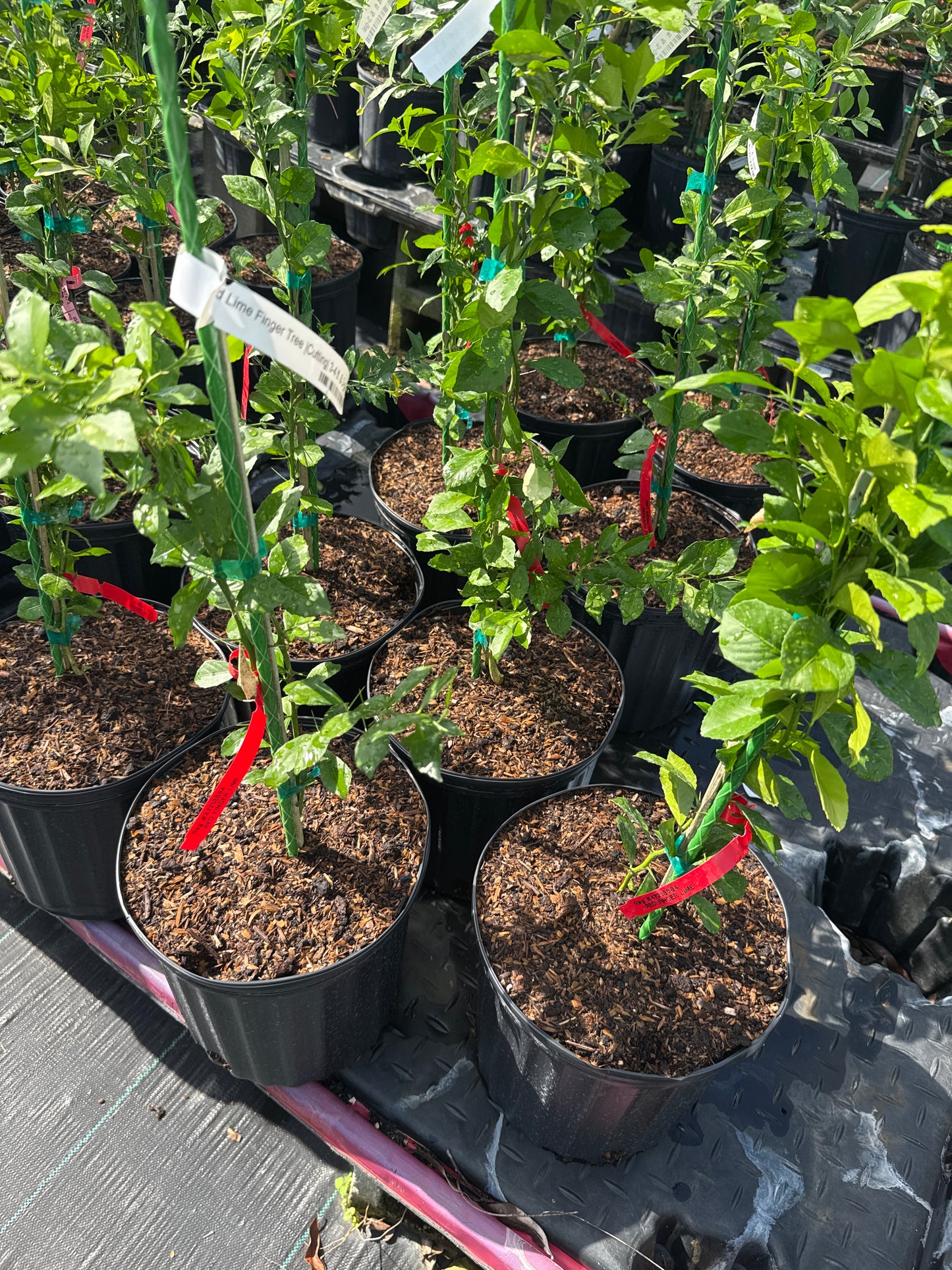 UF Red Lime Finger Tree Cuttting Australian