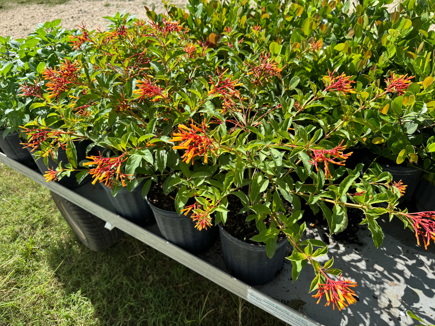 Firebush Plant attracts hummingbirds and butterflies | Florida Native