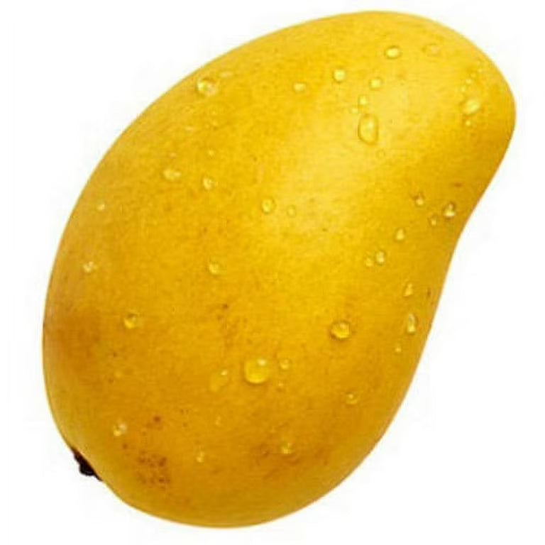 Marañón Yellow Mango Tree, Grafted