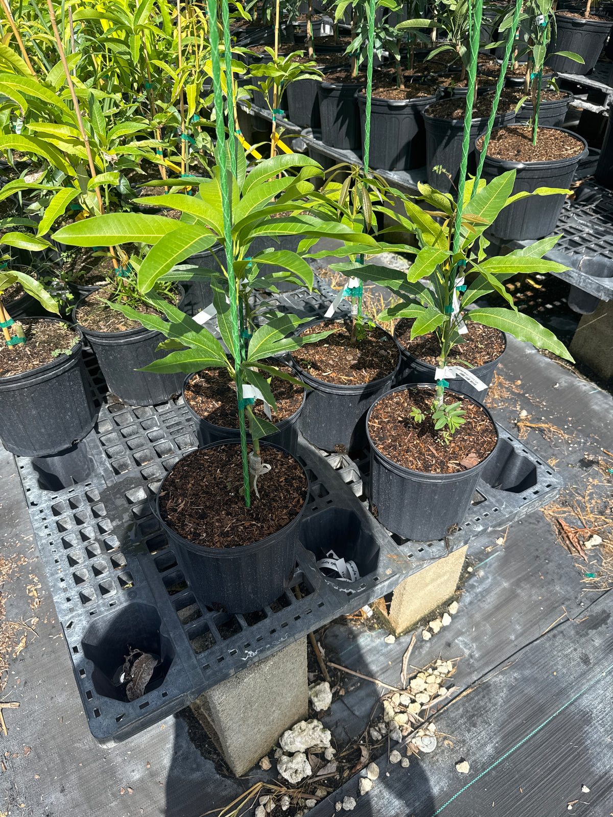 Guatemala Mango Tree Grafted