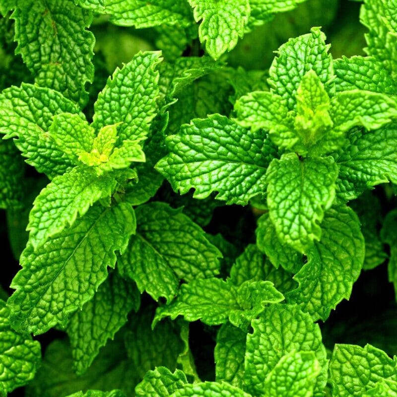 Vibrant Fresh Spearmint Plant Yerba Buena - Aromatic Culinary Herb for Your Garden Everglades Farm