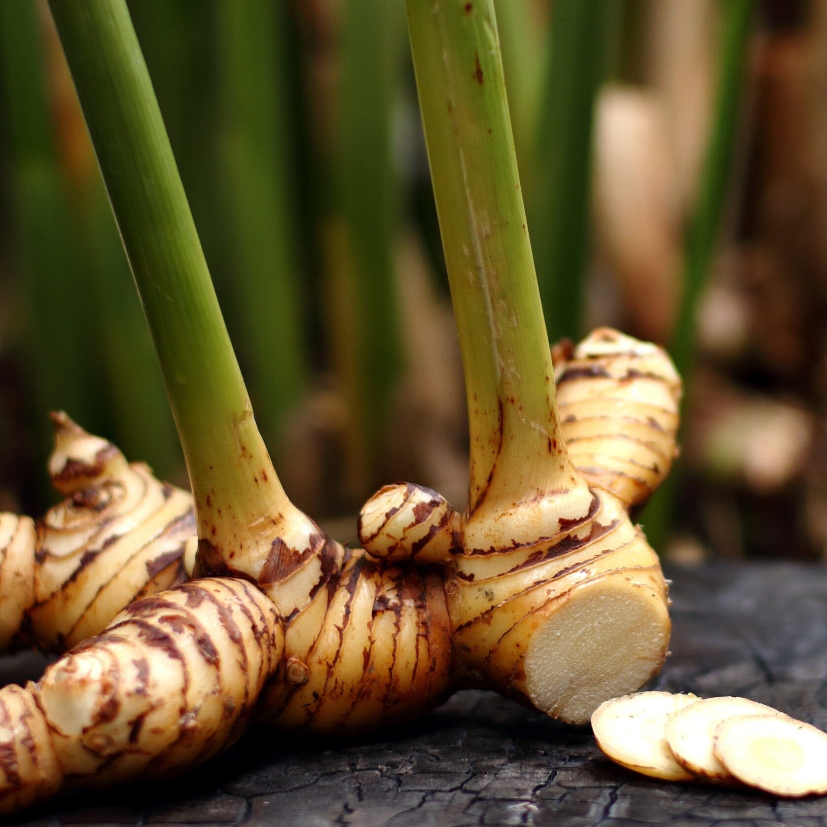 Yellow Turmeric Ginger | Curcuma Longa Plant Everglades Farm