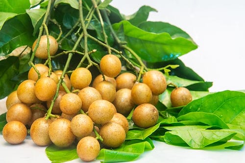 Wampi | Wampee Tree 3-gal & 2-3 feet tall for Sale Everglades Farm