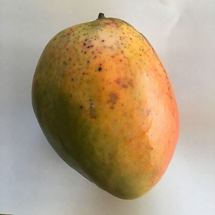 Pineapple Pleasure Mango Tree, Dwarf or Condo, Grafted Fruit Trees 102-Zill High Performance Plants