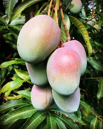 Mesk Mango Tree, Grafted Fruit Trees 102-Zill High Performance Plants