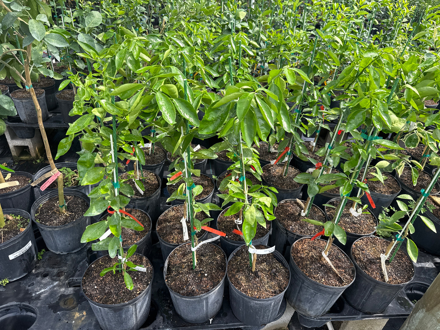 Orlando Tangelo Fruit Tree