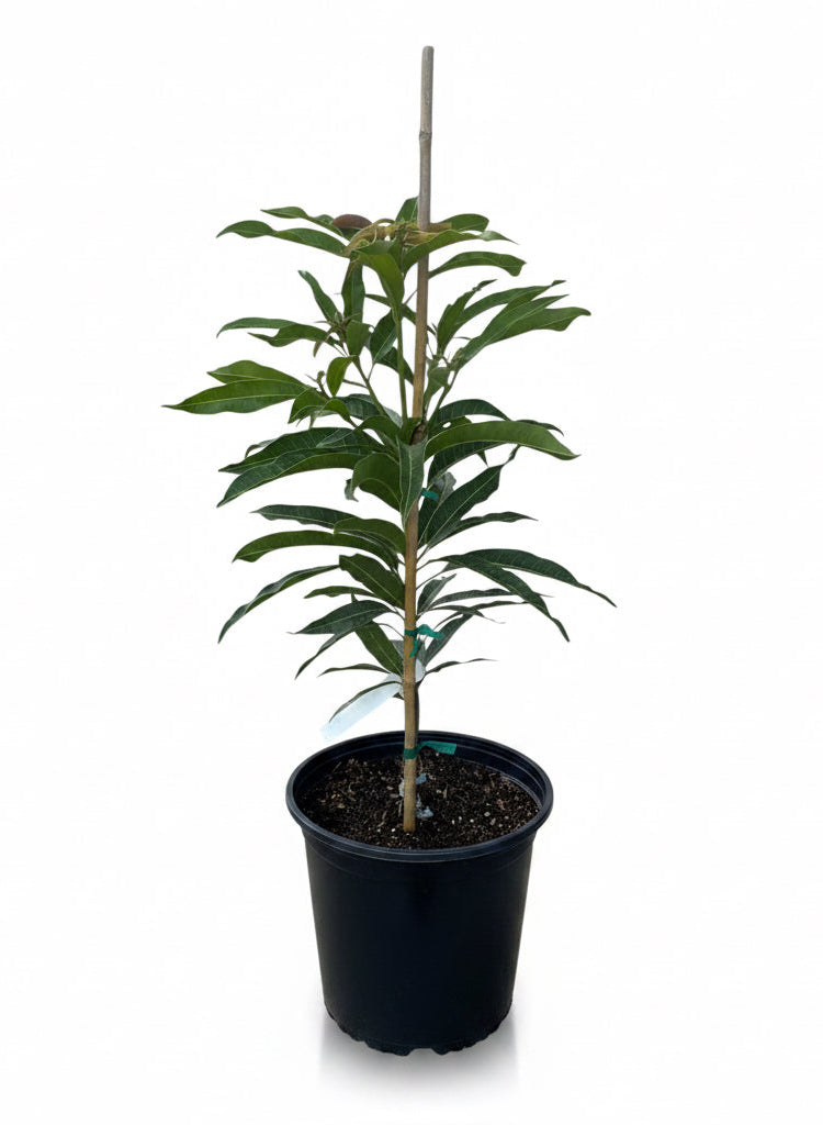 Alampur Banesham Mango tree