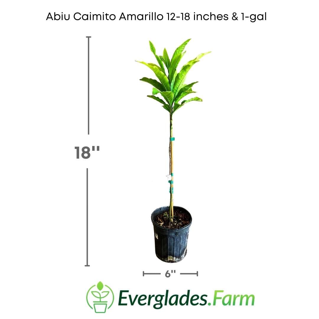 Abiu, Caimito Amarillo, Tree Fruit Trees 103-Pine Island Nursery 12-18 inches & 1-gal