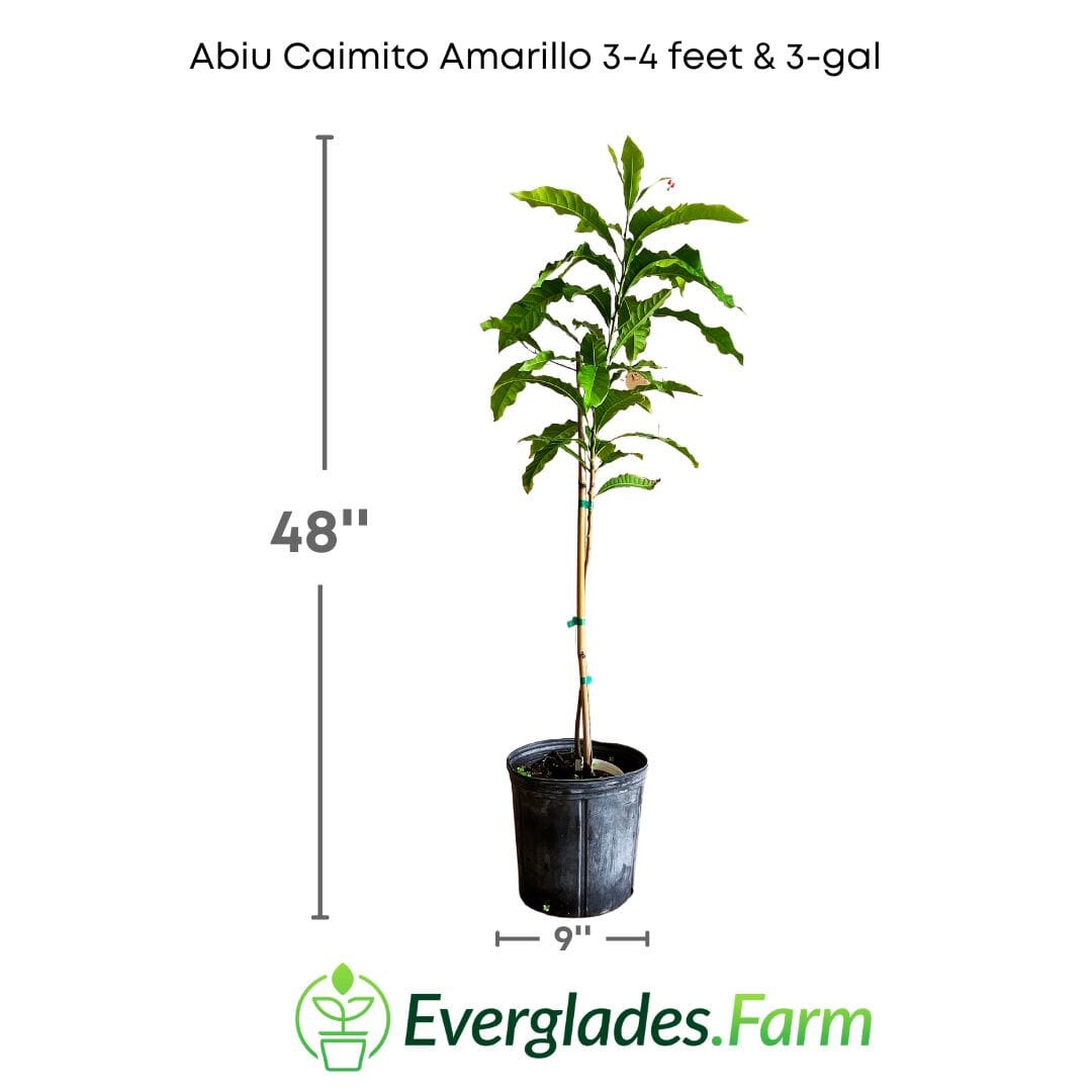 Abiu, Caimito Amarillo, Tree Fruit Trees 103-Pine Island Nursery 3-4 feet & 3-gal