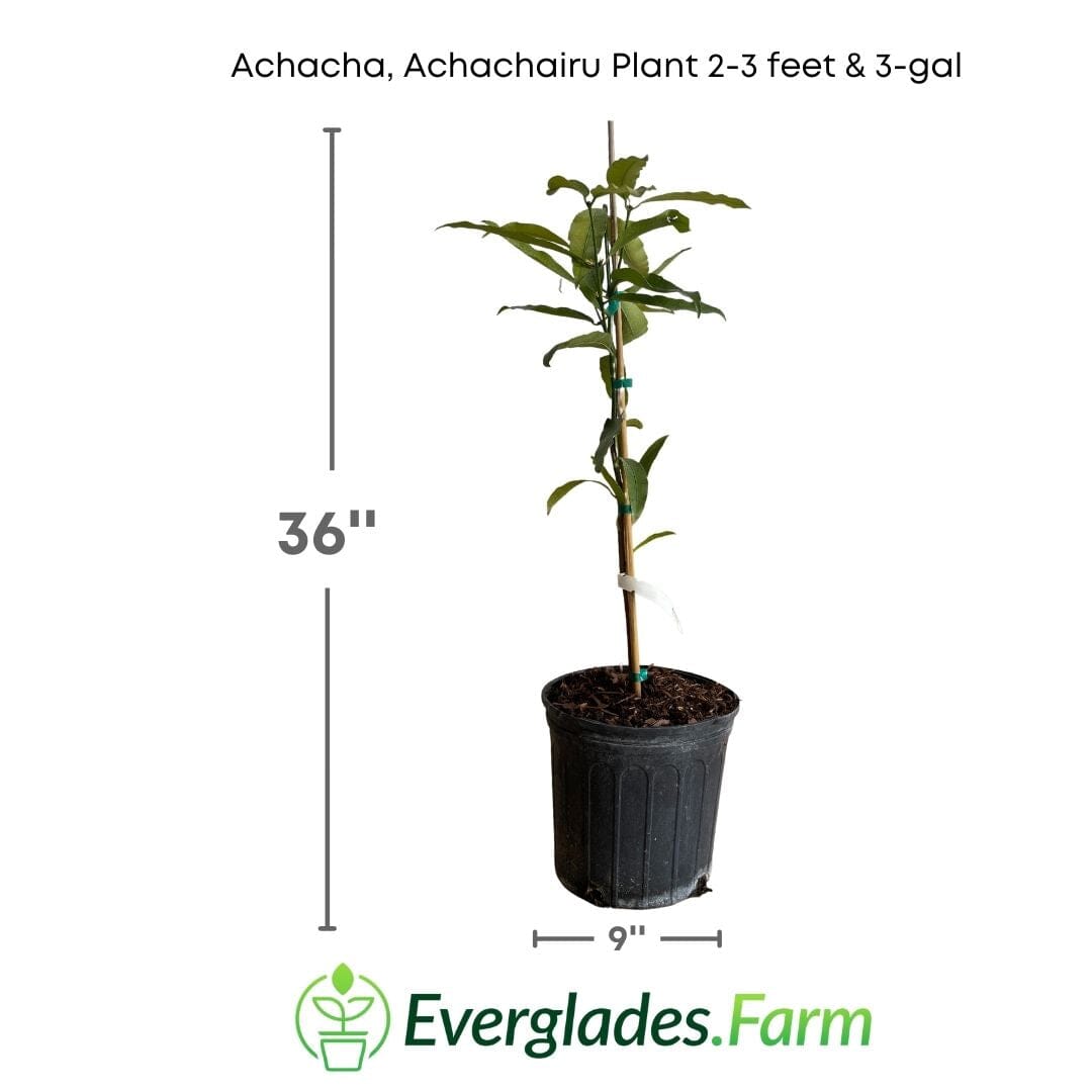 Achacha, Achachairu Plant 103-Pine Island Nursery 2-3 feet & 3-gal