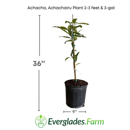 Achacha, Achachairu Plant