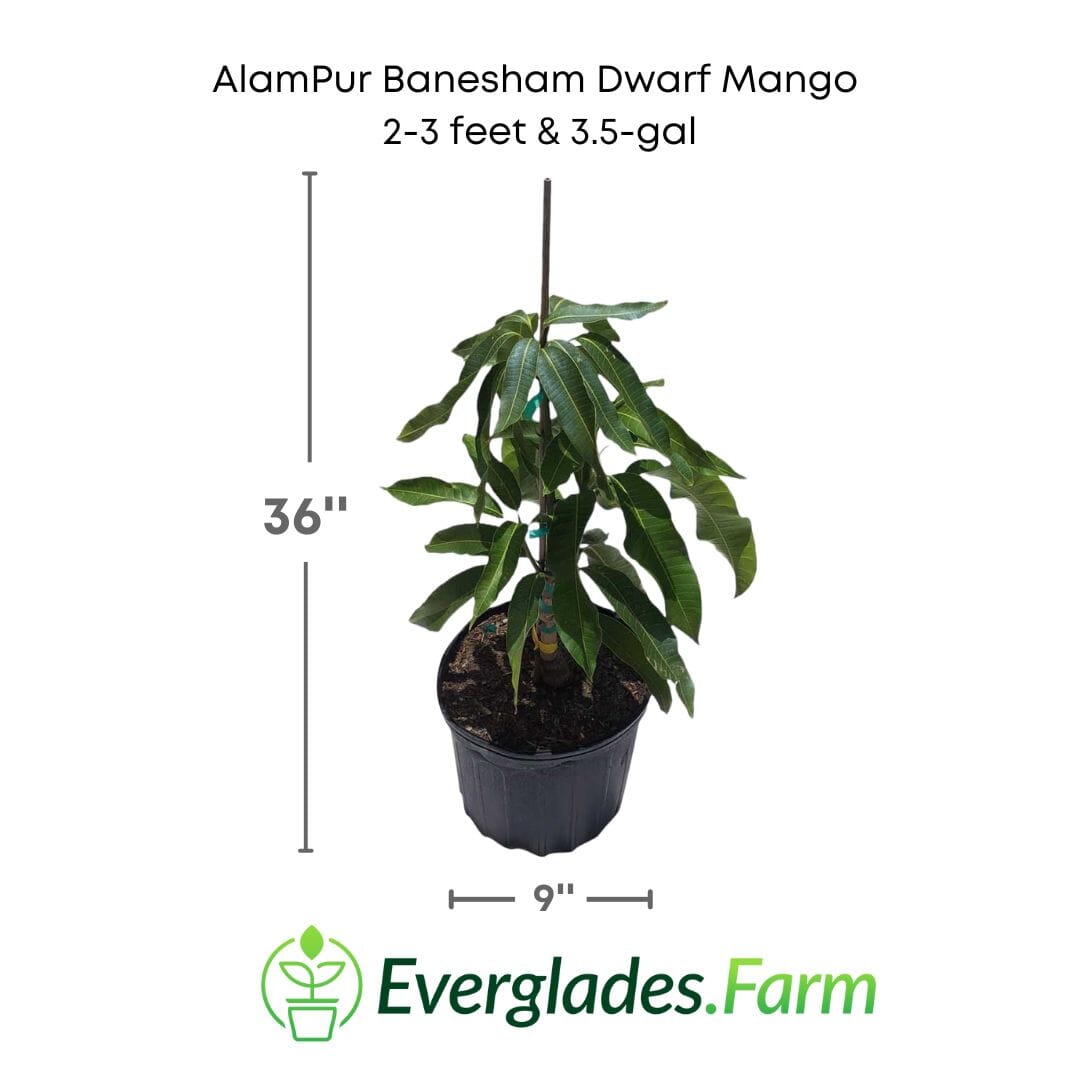 AlamPur Banesham Dwarf Mango Tree, Grafted Fruit Trees 102-Zill High Performance Plants 12-18 inches & 1-gal
