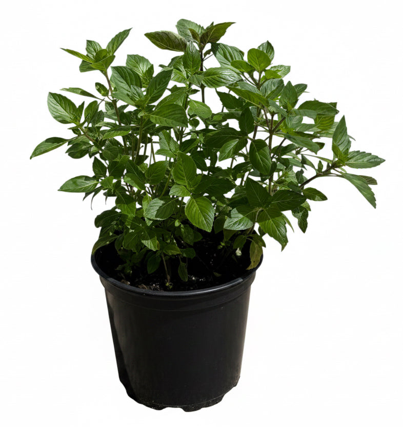 A leafy green herb plant in a black plastic nursery pot, photographed against a clean white background.